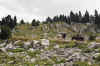 vercors7.jpg (45967 octets)
