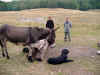 DSC00010.jpg (840746 octets)