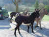 dscn0573.jpg (1102821 octets)