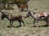 dscn0627.jpg (882574 octets)